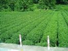  Green Tea Extract Powder